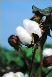 cotton